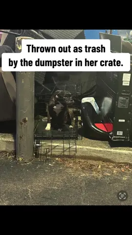 Hazina was found thrown out like trash by the dumpster. The finder called animal control and us. Animal control got to her first but called me quickly because she was crying in pain. She needed higher level care. It was found her bladder was so full it was close to rupture. We rushed her to our vet  that thankfully was able help her under sedation to empty bladder. It was found she had a horrid uti as well that has needed days of i v meds. The vets have found despite the treatments she cant empty her bladder still. They unfortunately cant find the cause so we have admitted her to another hospital that can do additional diagnostic testing. We don’t have a clear picture yet of her whole story but we now know she wasnt just dumped like trash she was trash to them because she was sick. Its absolutely heart shattering. I refuse to let her last memories made be sitting thrown out like trash and in horrific pain. Shes admitted and we will fight like hell for her to have a chance at life . Hazina you safe and loved. Tomorrow we hope to get more answers. #rescue #abandoned #pittiesoftiktok #shelterdog #share #Love #dontgiveup #newlife 