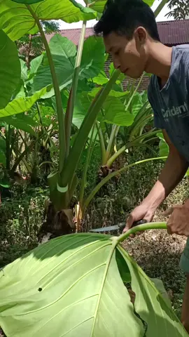 daun talas beneng viral #umkmbangkit #bangkitbersama #calendariodeadviento #pekerjakreatif #timgodongtales #fyp #videoviral #masukberanda 
