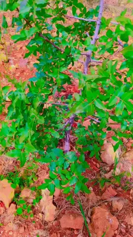 #🔥🔥🔥🔥😔😔😔😔🥀🥀 