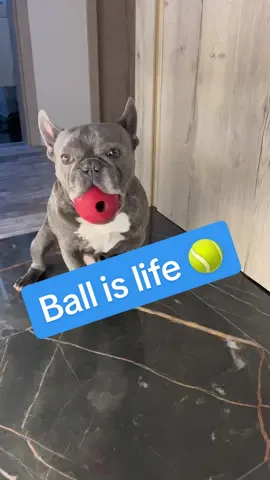 Bubi in eksön. 😂🎾 #frenchie #miami #oscarsathome #funny #PetsOfTikTok #dogsoftiktok #gyurakek♾️ #bubiworld #úgyszeretlekmajdmegeszlek #frenchiesoftiktok #frenchbulldog #ball #gamer #scary 