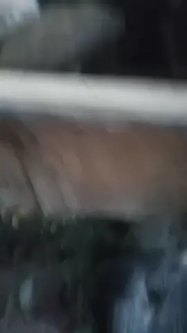 pdp sinar jaya cibugel #pypdongggggggg #dombaanusatia #dombagarutasligarut👍👍 