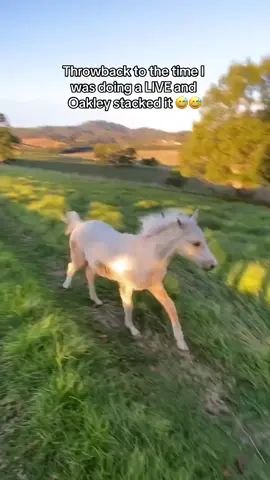 If you saw this happen live, youre on of the OGs 😂🤣 this was over 2 years ago, so safe to say he’s all good 😅😂  #horse #horsefail #horses #palomino 