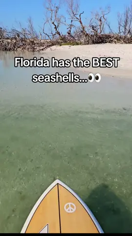 The coral weiner dog...🥰 #shelling #shellandrelease #padddleboard#gulf#naples#florida#beach#gulfcoast#Outdoors#nature#loveflorida#wildlife#floridaexplored#roamflorida#thesunshinestate#Fitness#getoutside#sharealittlesunshine#travel#explore#adventure#floridalife#paddleboarder#wildandfree#paradise#shells#seashells#fyp