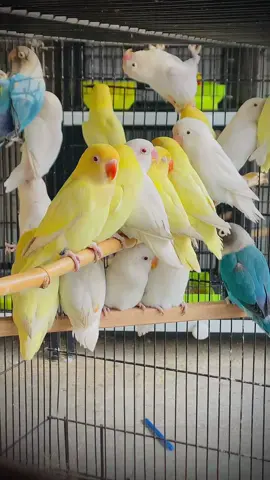 Albino red ayes lovebirds parrots for sale come to the inbox💙💛💙💛 #parrotsoftiktok #petlover #parrots020 #lovebirds #albino 