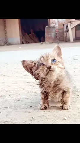Rescue a cat wandering on the street#animalsoftiktok #rescueanimals #rescuecat #catsoftiktok #rescue #fyp #cat 
