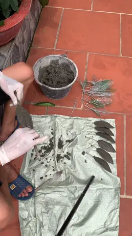 Chia sẻ cách đắp lá ( Sung ) mỏng và đẹp… 5’ / 1 lá … Anh em ai còn cách nào khác nhanh và đẹp hơn thì chia sẻ ạ 🥰 #xybca #trending #xuhuong #huongdan #daptranh  #anhthichemnhuvay 