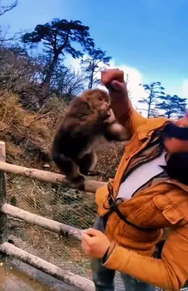 Man Funny Fight With Monkey | #funnyvideos #monetizetiktok #foryou #funnyfight 