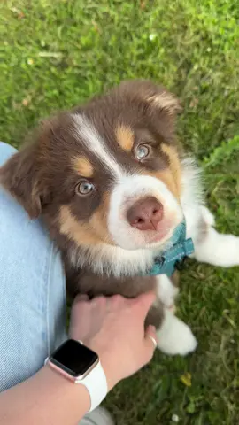 The cutest 🥹🥰 #pup #puppy #puppies #puppylove #puppiesoftiktok #doglover #australianshepherd #aussie #aussies #aussiepuppy #australiansheperdpuppy #Love #aussiething #dog #dogsoftiktok #fy #fyp #puppylife #cute #cutedog #cutedogs #new 