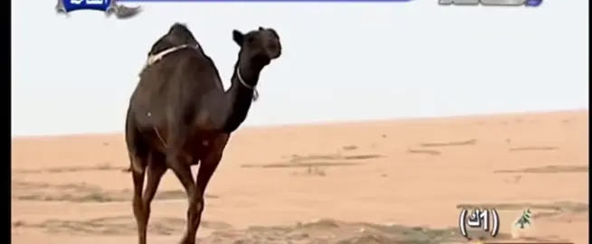 منقية ابن هندي الخالدي صاحبة المركز الاول في ام رقيبه مشاء الله 🥇🏆 #المجاهيم #مزاين_ام_رقيبه #explore #ابن_هندي_الخالدي 