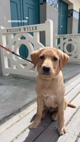 Week end à Deauville et découverte de la mer 🐾🦦#puppy #puppylove #labradorretriever #cute #dogsoftiktok #labradorpuppy #deauville 