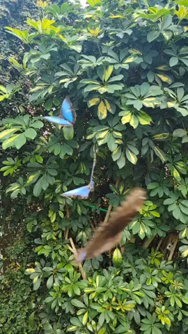 Blue Morpho Butterfly 🦋  They saw the camera and put on a show for me.  #butterfly #nature #beauty #beautifulnature #fyp #bluemorpho #butterflies 