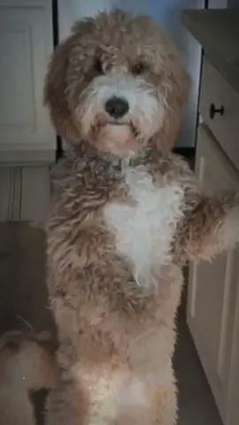 Animais agindo meio estranhos... 💀 #scary #creepy #skinwalker 