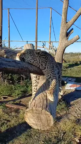 Sure, here's a caption for your TikTok video: 