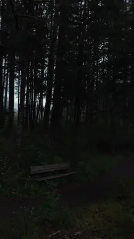 Are u really ok ? 🌲🖤 #natureaesthetic #nostalgia #naturevibes🌿 #darkaesthetic #darknaturalism #darkforest #pnw #fyp #calm #Outdoors #foggy #twilightaesthetic #dark  