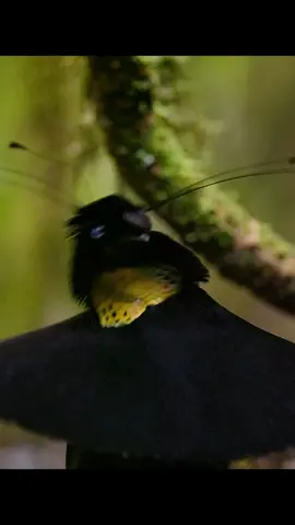#amazinganimalsworld #wildlife #tiktok #recommendedforyou 