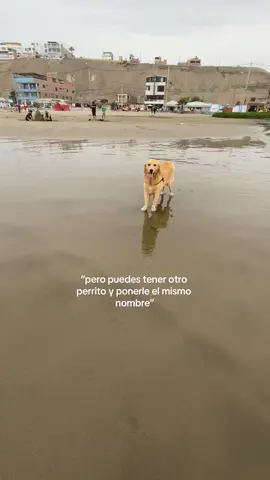 te extraño todos los días❤️‍🩹🥺 #fyp #fypシ゚viral #paratiiiiiiiiiiiiiiiiiiiiiiiiiiiiiii #fypシ #goldenretriever 