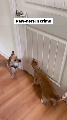 Floof-Gang does break-in #funnycat #smartcat #gingercat #chihuahua #chiweenie #catsoftiktok #dogsoftiktok #PetsOfTikTok #funnypets 