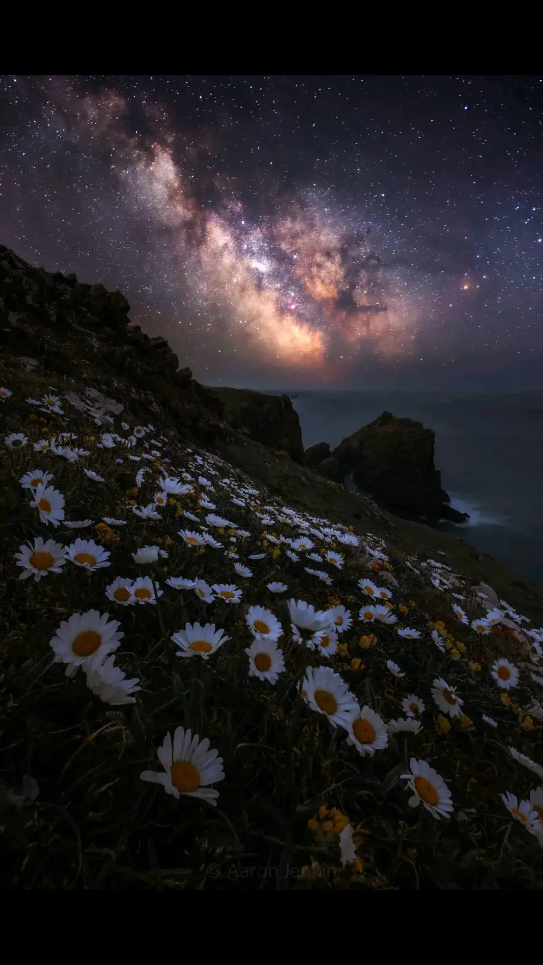 Moon Daisies & The Milky Way Core ✨ #milkyway #wildflowers #spring #nightphotography 