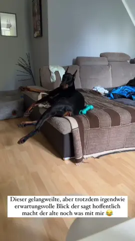 #foryou #viral #hunde #hundevideos #dogsoftiktok #dog #hund #meme 