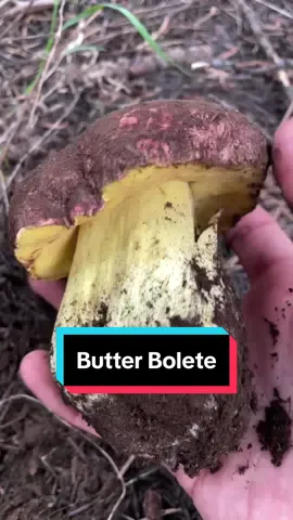 I’m back from a fantastic trip to Portugal and so stoked for the spring mountain mushroom season here in California. Besides morels, there are a fantastic selection of delicious edible mushrooms that fruit in the mountains of California during spring/summer. One of my absolute favorites is the spring #ButterBolete #Butyriboletusprimiregius. This mushroom is often found almost entirely covered under dirty/dusty shrimps in association with Fir (Abies) trees. They have a pinkish red cap and brilliant yellow pores that stain blue almost instantly when bruised. The flesh itself stain erratically blue, it is not bitter (unlike the lookalikes Caloboletus which is very bitter). Check out my UToob channel later today for a longer video on how to forage for these mushrooms. . I love slicing butters thin and marinating them in olive oil & lemon juice while raw (mushroom carpaccio) or cooking them up into savory dishes which really enhances their buttery flavor and meaty texture. Can’t wait to find these this season! . . . . #springbutterbolete #mushroomasmr #oddlysatisfying #mushroomforaging #bolete #wildmushrooms #fascinatedbyfungi 