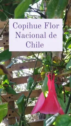 Propiedades medicinales del copihue Guarda este tiktok 💅 🌱 Antiinflamatorio: El copihue se ha utilizado tradicionalmente por sus propiedades antiinflamatorias. Aplicado tópicamente, puede ayudar a reducir la inflamación y el enrojecimiento en la piel. 🌱 Antioxidante: Los componentes antioxidantes del copihue pueden ayudar a combatir los radicales libres, que son responsables del envejecimiento prematuro de la piel. Estos antioxidantes pueden contribuir a mantener la piel más joven y saludable. 🌱 Hidratante: Las propiedades humectantes del copihue ayudan a fomentar la hidratación y suavidad en la piel.Esto puede ser especialmente beneficioso para pieles secas o agrietadas. 🌱 Cicatrizante: En la medicina tradicional, el copihue se ha usado para acelerar la cicatrización de heridas y mejorar la apariencia de las cicatrices. #copihue  #flornacional  #plantamedicinal 