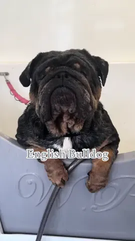 One very loving chunky boy 🥰🥺❤️ Would you want a big slobbery Bulldog kiss?😘 @Buddycare  #englishbulldog #bulldog #chops #cutedog #bigdog #dogsoftiktok #dogs #Love #bulldogsoftiktok #fyp #foryoupage 