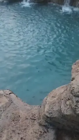 #بدون_موسيقى #الصديق_الوفي #بدون 