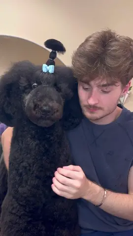 Happy birthday raikou!! #dogs #doggrooming #dogsbylogan #poodle 