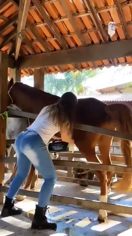 #historiareal #historia  #gravida #casosmisteriosos #cavalo #caso #casos 