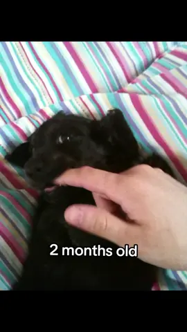 12 years being a boyboy... the much requested Oreo puppy footage finally revealed at the end 🥺 #olddog #dachshund #dogsoftiktok #fluffydog #memories #puppy #gotchaday #gotchadaydog 