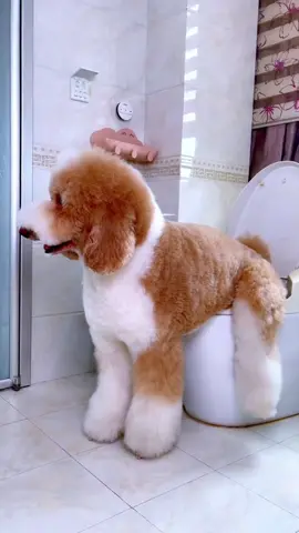 Pet poop bags are on sale at a low price for a limired time!!