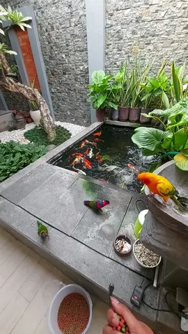 NIkmat manalagi yang hendak didustakan #kolamikan #ikankoi #nuripelangi #nurikepalahitam #sunconure #damaiituindah 