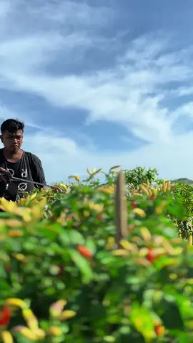 Perawatan tanaman cabe #cabe #calsium 