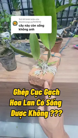 Trả lời @thichtrongcay909090 vẫn nhe rất nhiều răng luôn, mặc dù mình đã cắt hết 1 loạt rễ mới #hoalan #chamsochoalan #kichre #Growsorchids #hoalanrung #trongcay #lamvuon #cachkichhoa #namxelan90 
