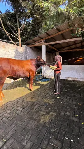 Sekali kali ya maem pisang 🫣#limosine#peternaksapiindonesia #CapCut 