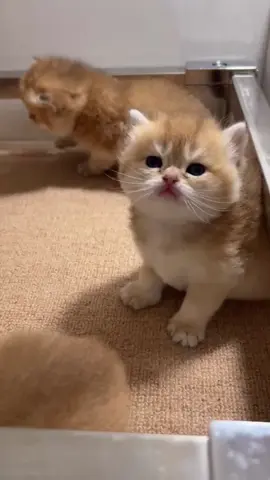 What’s eating you🤣#cutecat #kitten #fyp #pets 