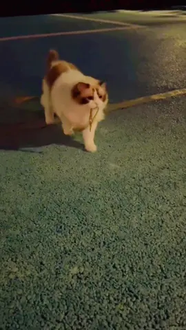 #foryou #cat #catlover #petlover #catsoftiktok #cattoks #catstiktok  #foryoupage #petsupplies #cat #cute #sweet #haha #funny #clever #lmao #fypシ