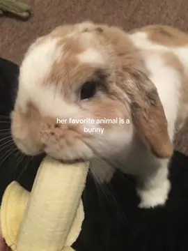 theyre so cute #bunny #rabbit #rabbitsoftiktok #rabbits #bunnytok #rabbittok #babyanimal #babyanimals #animals #animalsoftiktok #swiftie #swifttok #aestheticvideos #aesthetic #foryoupage #fyp #xycba #swiftietiktok #babyanimals #cuteanimals #babybunny #everlovenights #sweet 