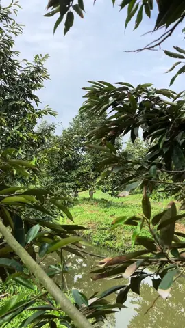 Cắt ngày 2triệu chụp 700 vô vườn 250 cây cở này k ae trong nghề nói câu gì giờ ta 😂(thơmm)#cantho #xuhuongtiktok #sauriengmientay 