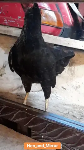 Hen_and_mirror.#foryou #trending #trendingvideo #fyp #foryoupage #fypシ゚viral #hen #mirrorchallenge #mirror #animals #birds #videoviral #video #viraltiktok #trend  #triending #fouryou #trend #trendy #viral_video #clips #daily #top #trends #video_viral_tiktok #video_viral @TikTok @CapCut 