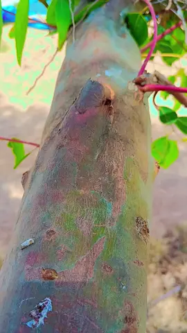 #وكان_الله_غفوراً_رحيماً #المؤمن_كالنحلة_لا_يخرج_منها_الا_الطيب #🥰🤍🦋 #ربنا_وتقبل_دعاء🤲🏻💙 