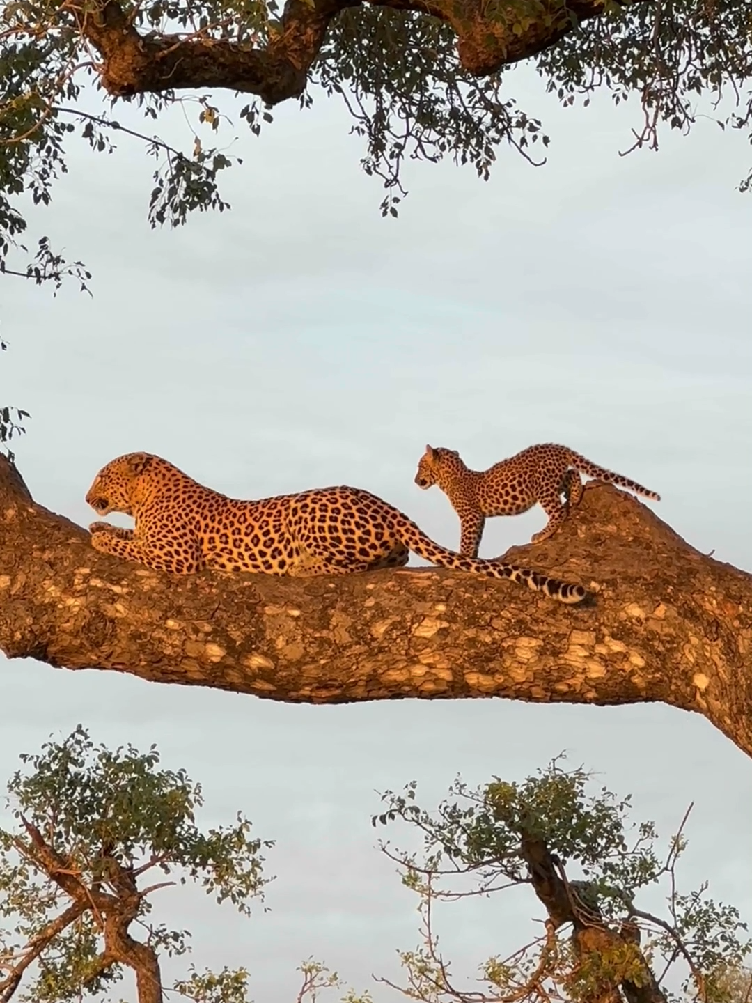 Watch as this Little Leopard Cub Follows and Takes a Nap Next to Her Mom! 🌳😴🐆 #leopard #wildlife #catsoftiktok #babyanimals #southafrica #safari #natgeo #londolozi