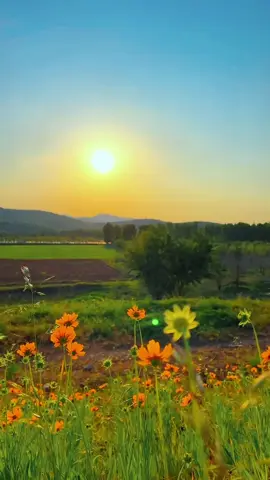 Ánh nắng nhẹ nhàng❤️ #flowers #sun #landscape #canhdep 