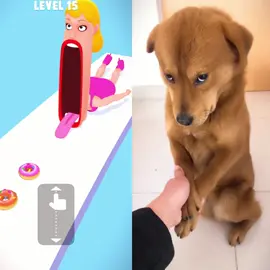 #tiktok#fyp#foryou#pets#cute#dogs