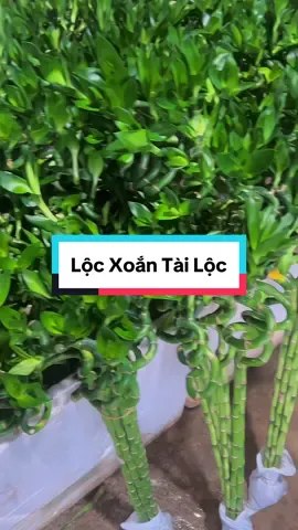 Lộc xoắn tài lộc trưng ban thần tài, ban thờ vừa đẹp vừa sang vừa lộc lá ạ🥰#caycanh #trongcay #dailyvlog #phuthinhfarm 