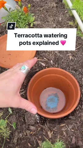 Terracotta watering explained 👏 This is an ancient watering method called an OLLA and there are all kinds of pre made ollas you can buy but they’re pretty expensice. This is $3 🩷 • • • • • #momlife #sahm #organicgarden #gardening #gardentok #smallgarden #waterconservation #terracotta #organicgardening #olla ##OLLA 