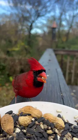 Do you miss seeing my lives on tiktok? Well, i miss doing them. Right now Illinois/ Missouri is  infested with the awakening of 13-year Brood XIX and 17-year Brood XIII cicadas. 🤢😳 What does this have to do with my bird feeders? According to google, Over 80 different species of birds have been found to eat the cicadas. If you are in illinois/missouri, have you noticed that your bird feeders are strangely quiet ??? Right now my birdfeeders are nearly empty because most of the birds that eat at my feeders have a bountiful supply of food available so they no longer need the extra treats. With that being said, my lives will return once the birds do. Until then here is a super long compilation of birds for anyone that needs a fix till my live returns. Miss you all. ##fyp