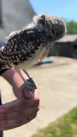 Heres the latest video you Pickle lovers! 😂#owlsoftiktok #birdsoftiktok #birdsofprey #experiences #cotswolds #burrowingowl #owlet #owlet #cutenessoverload #12weeksold 
