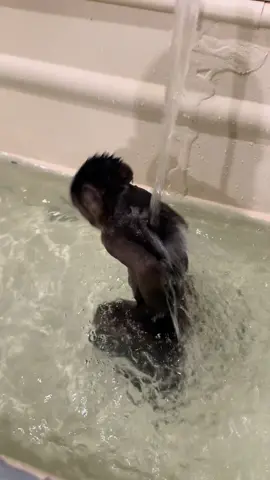 Bear was totally digging his private bath last night🩵