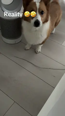 Defff not entering any agility contests around here 🤣😭 #foryou #foryoupage #corgi #corgisoftiktok #dogsoftiktok #dogtok #westminsterdogshow 